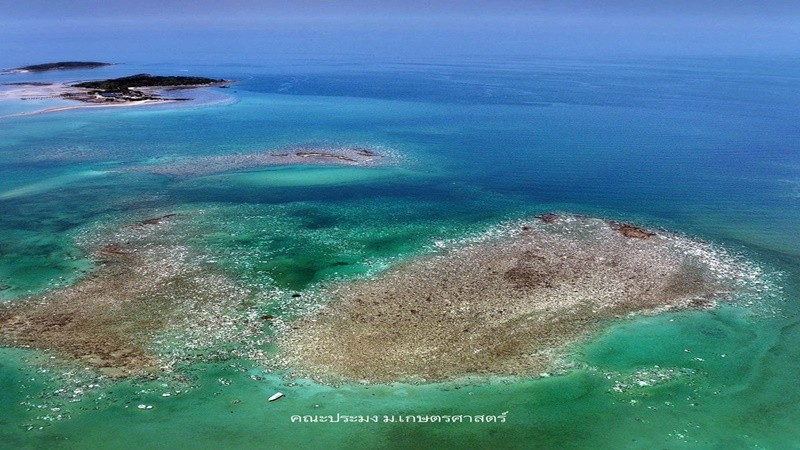 อุณหภูมิโลกสูง "ทะเลขึ้นรา" ปรากฏการณ์ภาพหาดูยาก