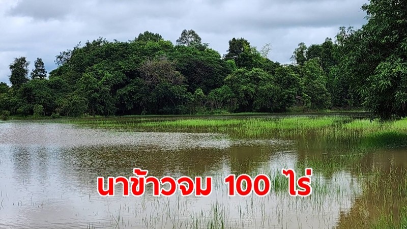 พายุใต้ฝุ่น เจอฝนตกหนัก นาข้าวจมอยู่ใต้น้ำกว่า 100 ไร่ ปภ.สั่งเร่งระบายน้ำ พร้อมเตรียมรับมือน้ำท่วม