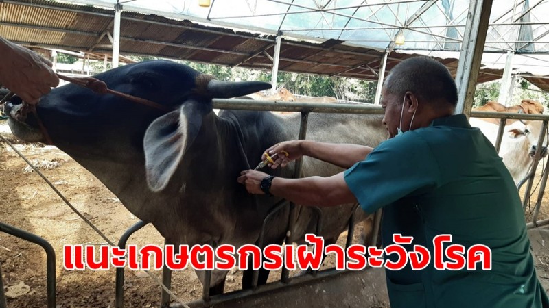 ปศุสัตว์จังหวัดลพบุรี แนะเกษตรกรเฝ้าระวังโรคปากและเท้าเปื่อย และโรคเฮโมรายิกเซฟติซีเมีย ในพื้นที่ จ.ลพบุรี