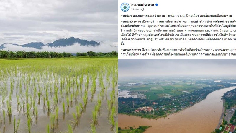 กรมชลฯ ขอเกษตรกรลุ่มเจ้าพระยา งดปลูก”ข้าวนาปี” ลดเสี่ยงน้ำท่วม