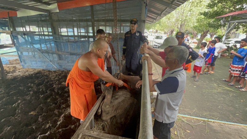 คุณพระช่วย! วัวหนัก 200 กก. ตกลงในรางให้อาหาร