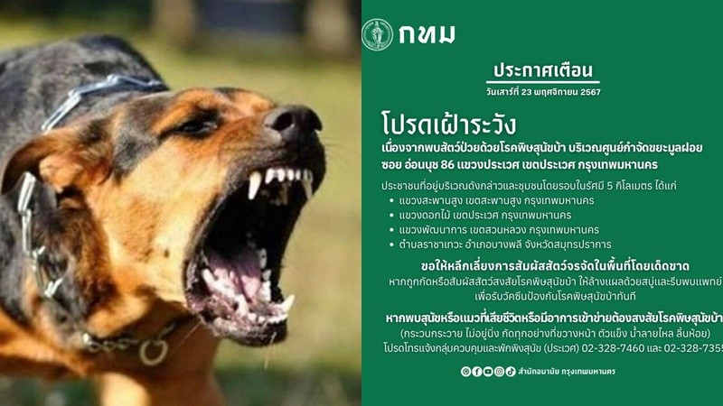 กทม.ประกาศเตือน 4 เขต 1 อำเภอ ระวังพิษสุนัขบ้า เลี่ยงสัมผัสสัตว์จรจัด