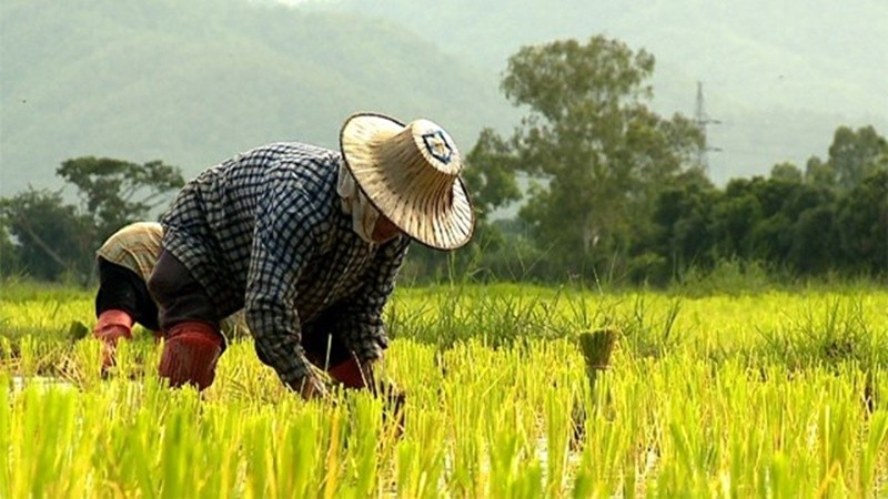 ธกส. พร้อมจ่ายเงินช่วยเหลือเกษตรไร่ 1 พันบาท เริ่ม 16 ธ.ค.นี้ 