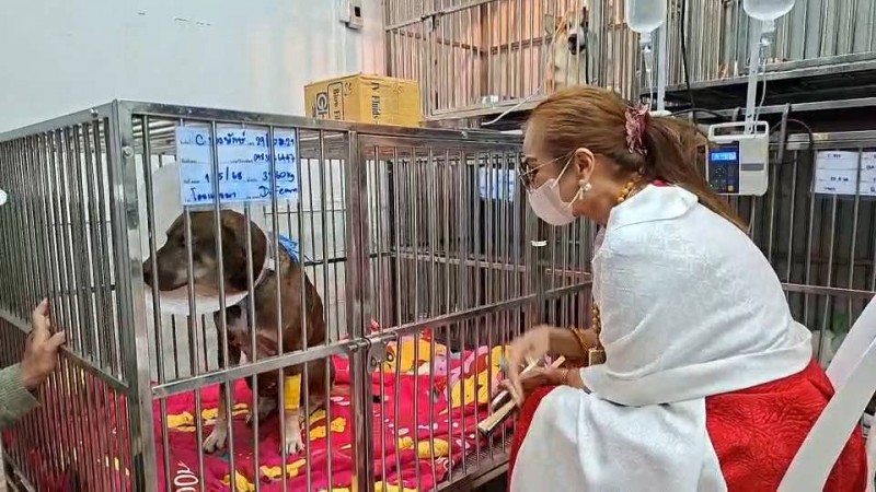เปิดตัวเลขค่ารักษาเจ้ายักษ์หมาจรแค่ 3 วัน 47,248 บาท