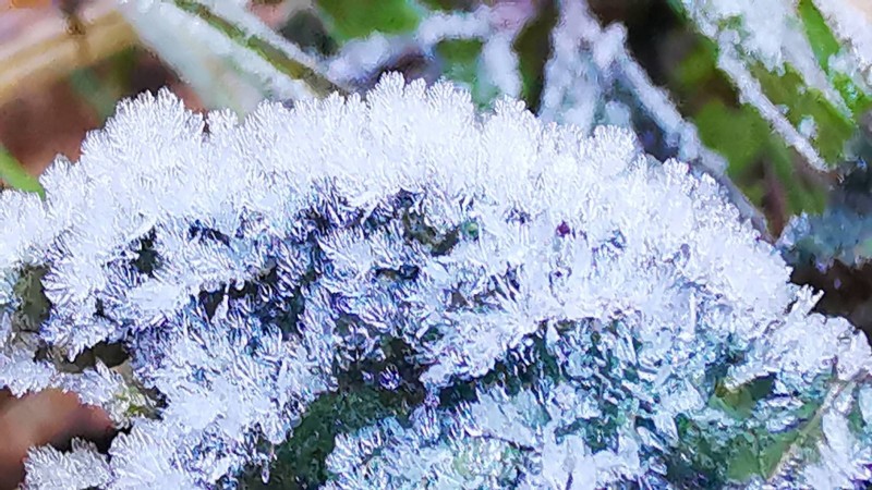 “เหมยขาบ” แรกฤดูหนาวปีนี้ ดอยอินทนนท์